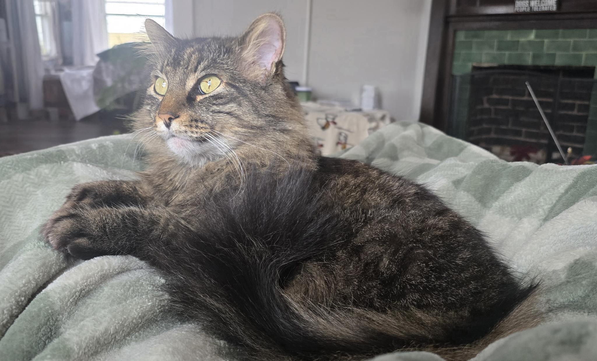 Fluff, a long-haired tabby cat lounging with regal authority